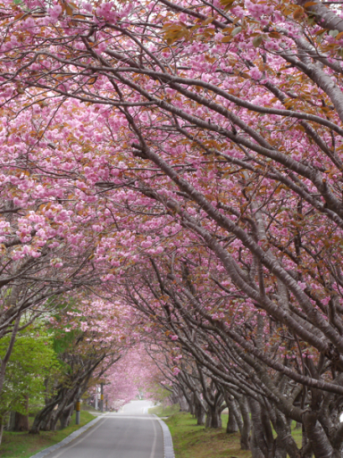 今年最後の桜です。_f0146174_22030512.jpg