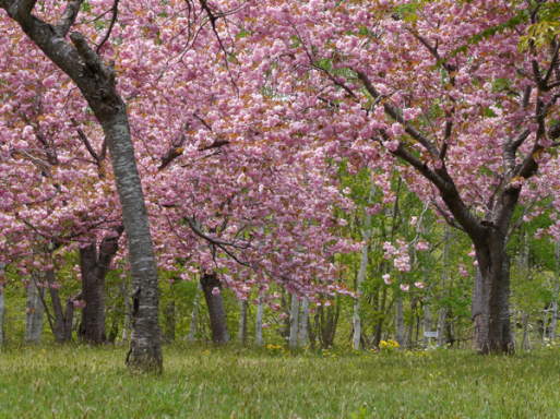 今年最後の桜です。_f0146174_22051637.jpg