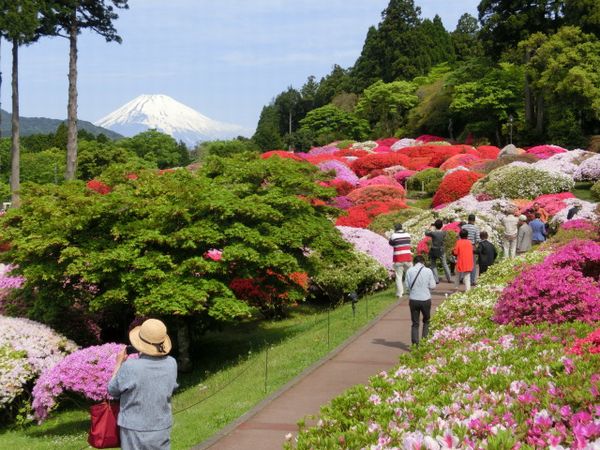 《芦ノ湖畔でツツジを！》_d0249579_7543572.jpg