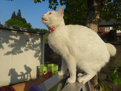 猫と遊ぶ_d0195183_0452387.jpg