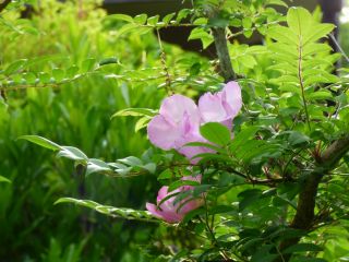 2014年5月20日 ムギイカ_b0098584_9104955.jpg