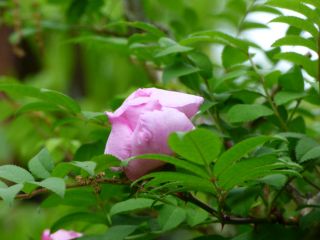 2014年5月20日 ムギイカ_b0098584_9105619.jpg