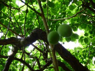2014年5月20日 ムギイカ_b0098584_9242712.jpg