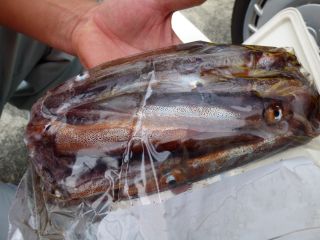 2014年5月20日 ムギイカ_b0098584_9275553.jpg