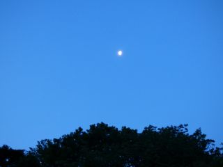 2014年5月20日 ムギイカ_b0098584_9291217.jpg