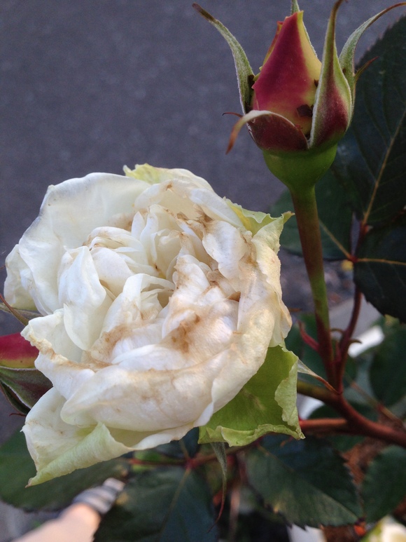 a0279990_2103750.jpg