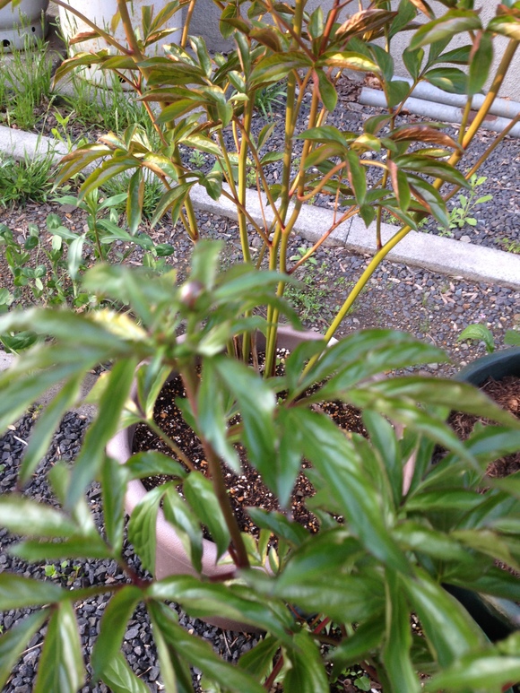 a0279990_21203794.jpg