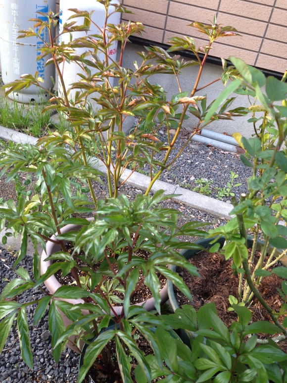 a0279990_21205476.jpg