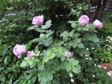 c0117898_21011440.jpg
