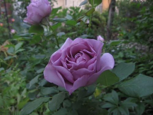 c0117898_21012712.jpg