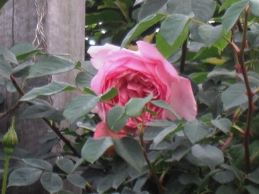 c0117898_21092510.jpg