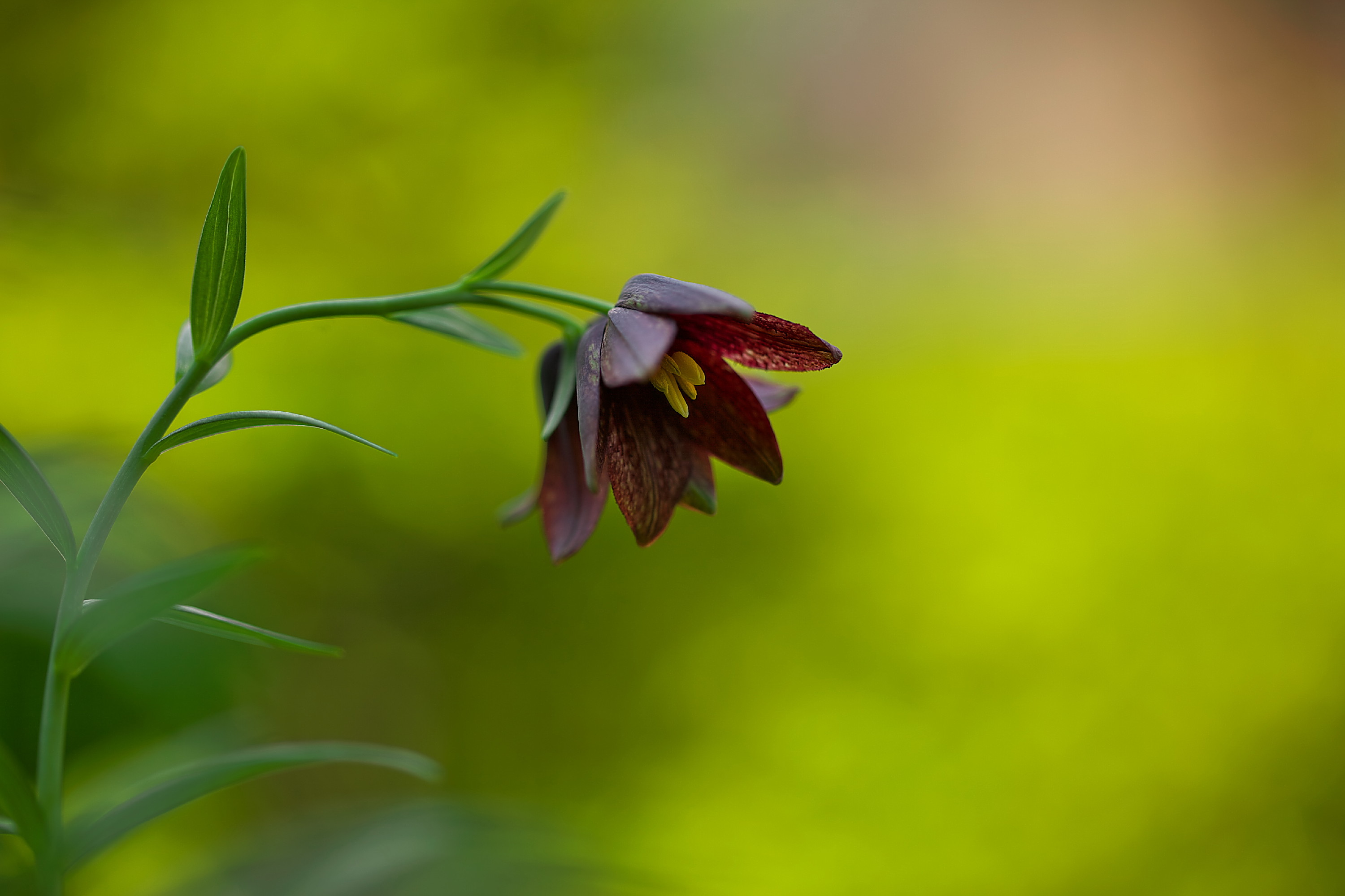 クラユリの花が咲きましたのでアップします_f0000502_2194199.jpg