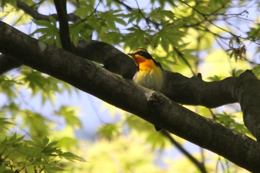 探鳥会in弘前公園　５月１７日_e0327805_21253094.jpg