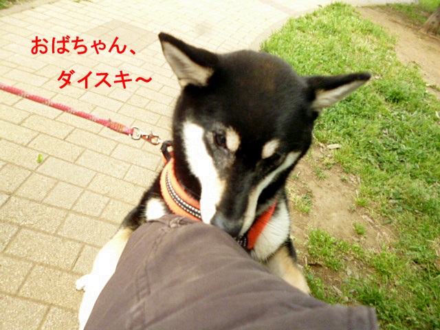 柴犬ブーム第１０弾。_e0131506_1984635.jpg