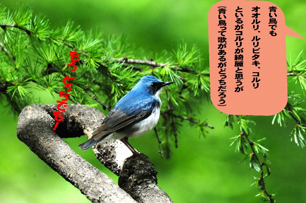 青い鳥で足が長い～～！ : Weblog : ちー3歩