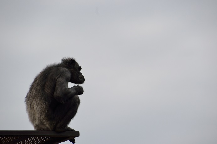 久しぶりの動物園_f0111308_255878.jpg