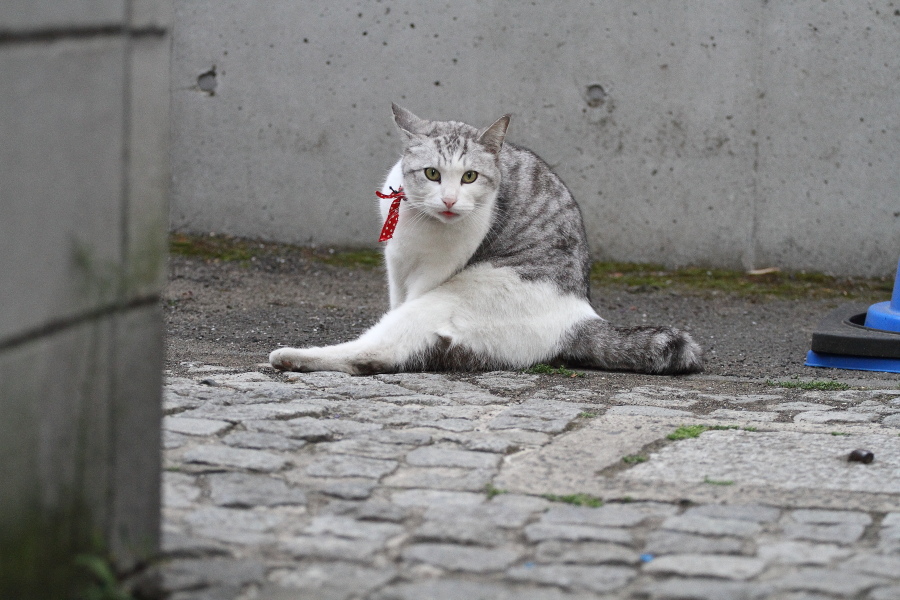 鉢合わせ - 2014年・神楽坂 -_b0190710_5332740.jpg