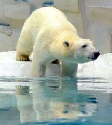 和歌山 白浜 アドベンチャーワールドのミライの死の状況から死因を憶測する Polarbearology Conjectaneum
