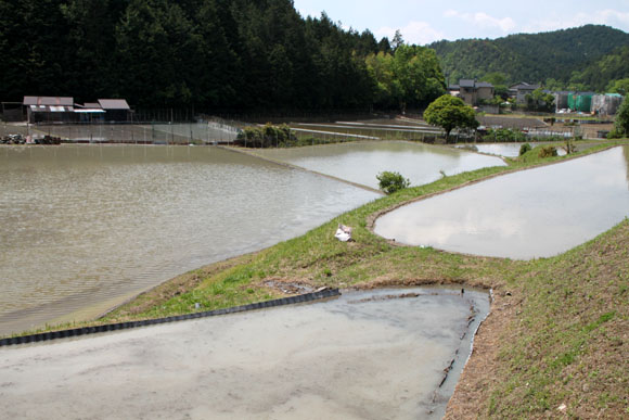 岩倉 棚田の田植_e0048413_203299.jpg