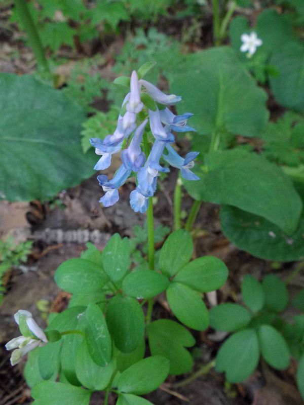 春の恵迪の森で草花そして木ウォッチング_c0025115_19492968.jpg