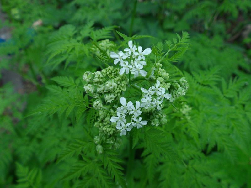 春の恵迪の森で草花そして木ウォッチング_c0025115_2043356.jpg