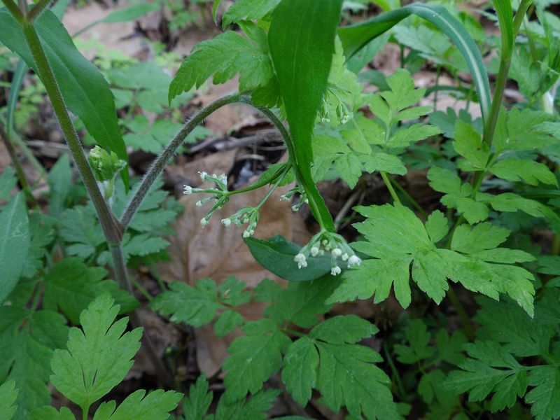 春の恵迪の森で草花そして木ウォッチング_c0025115_204476.jpg