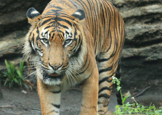 雨の動物園　スマトラトラ　トップ_a0272917_15284726.jpg