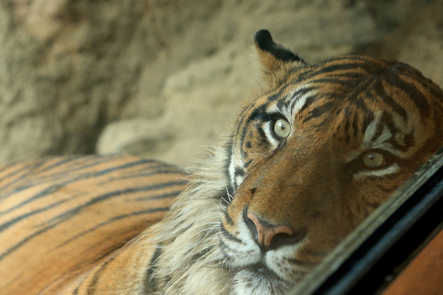 雨の動物園　スマトラトラ　トップ_a0272917_1531696.jpg