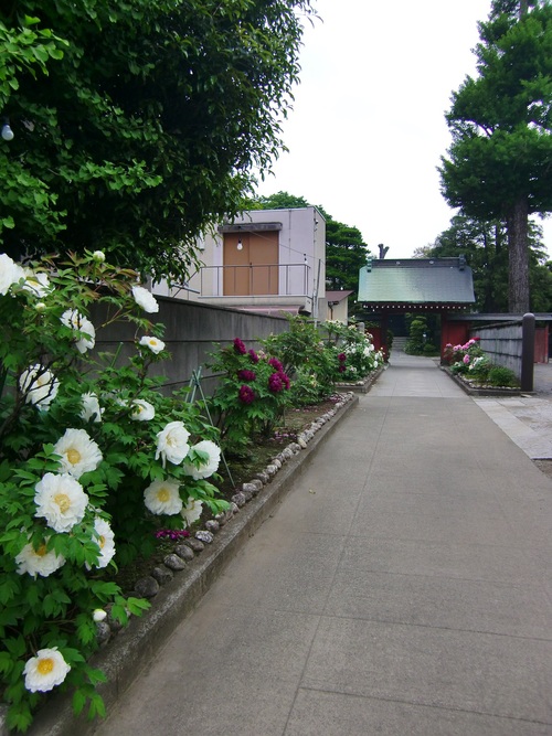 安養寺（東京都武蔵野市）_c0219820_20221586.jpg