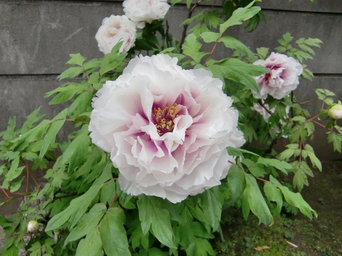 安養寺（東京都武蔵野市）_c0219820_20222138.jpg