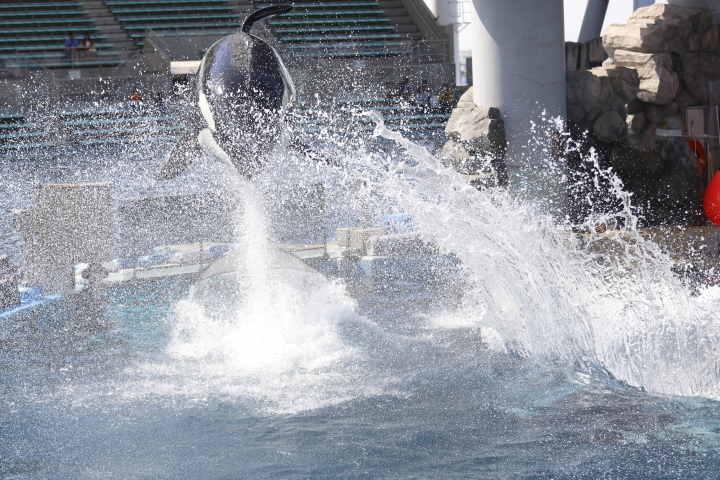 Port of Nagoya Public Aquarium　【Orcinus orca  May 2014】_f0253927_2253463.jpg