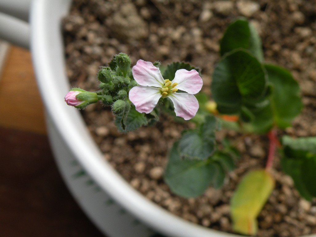 小さなお花。_d0285829_1923067.jpg