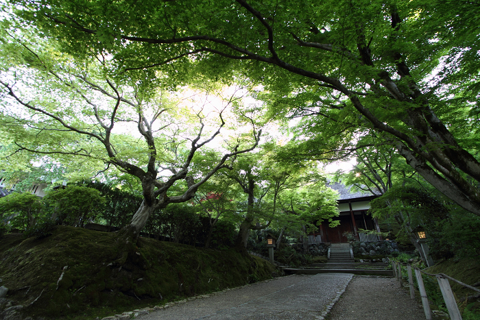 新緑の嵯峨野巡り －常寂光寺 境内（後編）－_b0169330_2243661.jpg