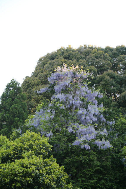 新緑の嵯峨野巡り －常寂光寺 境内（後編）－_b0169330_23351896.jpg