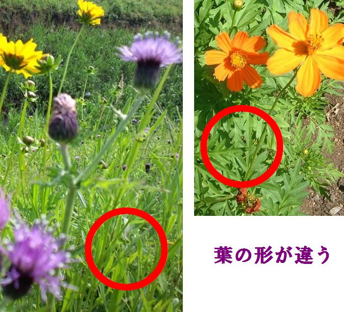 オオキンケイギク と キバナコスモス 輪 Life Communication
