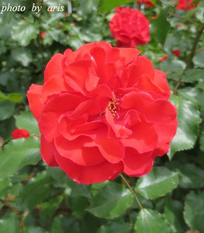 バラ園 京都府立植物園２ アリスのトリップ