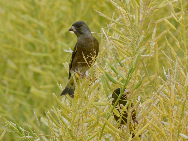 河原鶸（カワラヒワ）/Oriental Greenfinch_b0309841_23523425.jpg