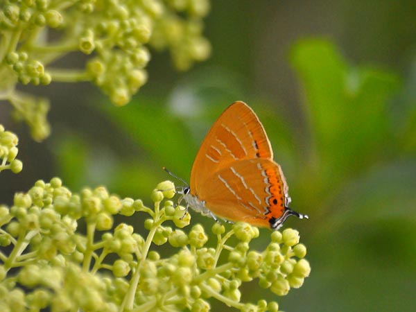 c0045352_8212150.jpg