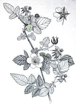 『自然画作品　彩色ペン画』 草苺  Rubus hirsutus_a0083553_9333059.jpg