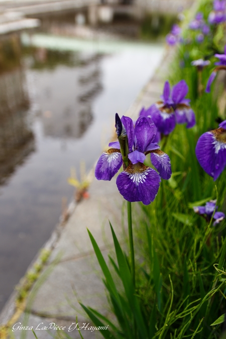 花のある風景　これもアヤメかも_b0133053_011387.jpg