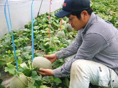 肥後グリーン 平成26年度初回出荷日決定!!_a0254656_18403435.jpg