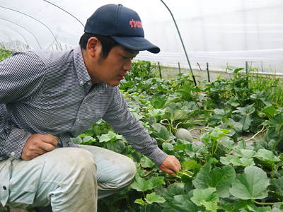 肥後グリーン 平成26年度初回出荷日決定!!_a0254656_1935527.jpg