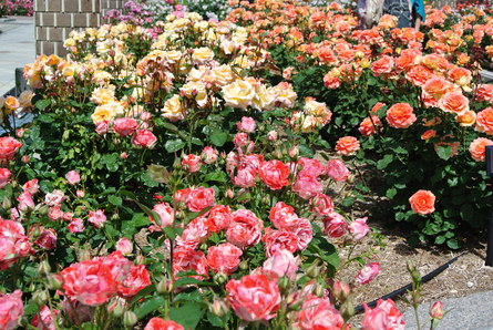 f0233356_71235.jpg