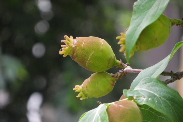 大島桜、庭石菖、睡蓮、楠、素心蝋梅、アルストロエメリア、常盤露草、大金鶏菊、檸檬、十薬、赤花夕化粧_a0030958_2316392.jpg