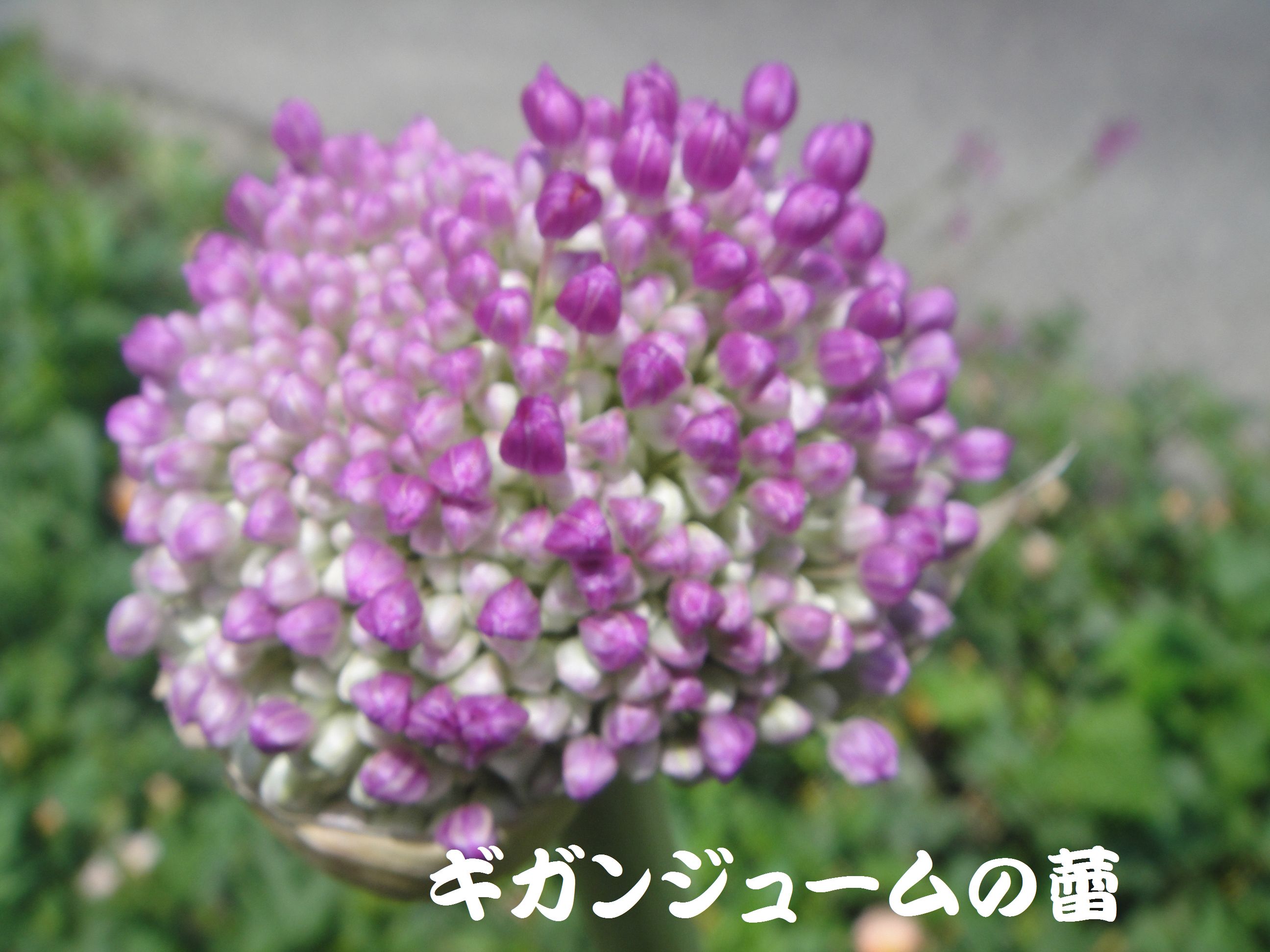 c0108460_22131812.jpg