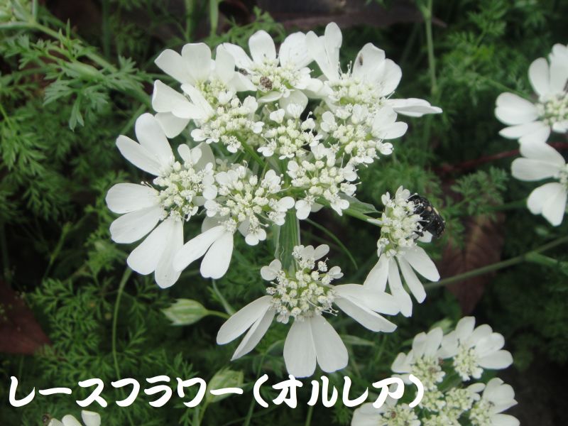 c0108460_22132176.jpg