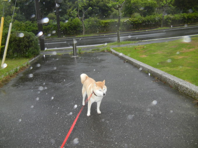 ’１４，５，２１（水）大雨の中ずぶ濡れに～！_f0060461_10453825.jpg