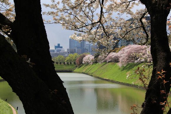 皇居の素晴らしさ!_d0202264_54063.jpg