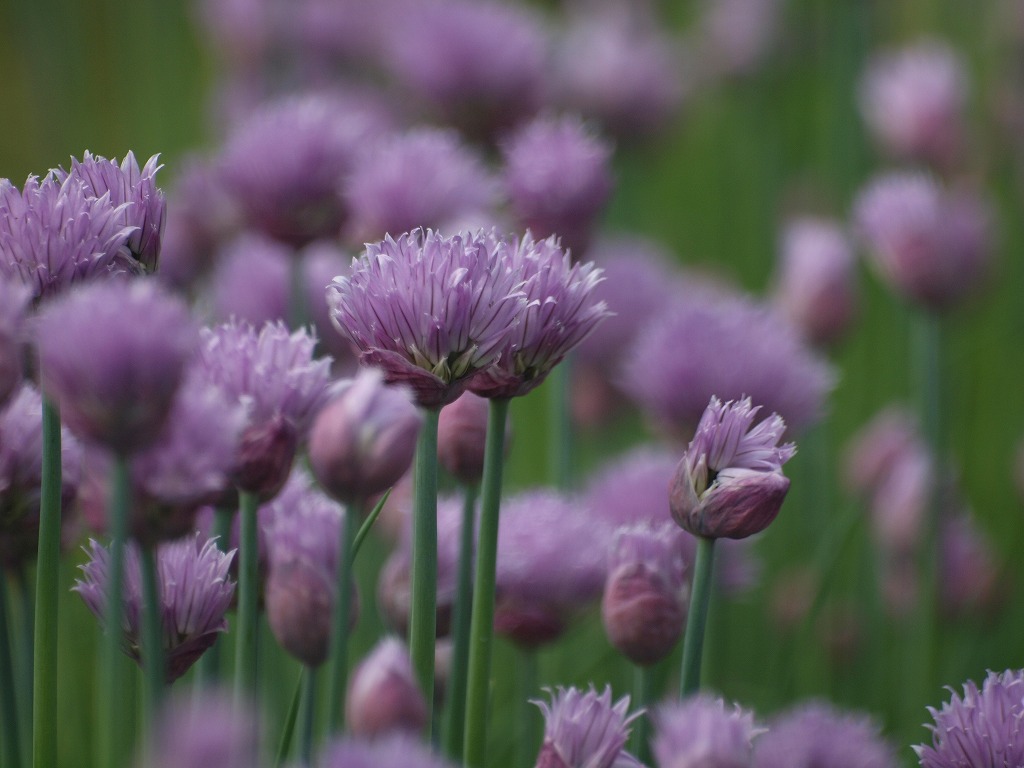 チャイブの花と 自然風の自然風だより