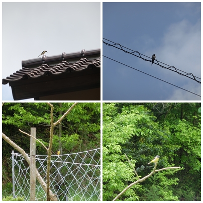 お陰さまで豪華ディナー!!_a0199979_1948023.jpg